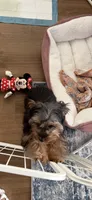 Sweetie, a female Yorkshire Terrier for sale in Katy, TX – 5 of 6