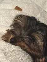 Sweetie, a female Yorkshire Terrier for sale in Katy, TX – 2 of 6