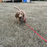 Red, a male Poodle - Standard  for sale in Jefferson, GA – Photo 8 of 10