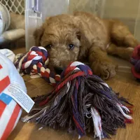 Red, a male Poodle - Standard  for sale in Jefferson, GA – Photo 4 of 10