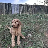 Red, a male Poodle - Standard  for sale in Jefferson, GA – Photo 6 of 10