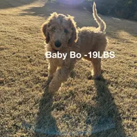 Red, a male Poodle - Standard  for sale in Jefferson, GA – Photo 3 of 10