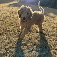 Red, a male Poodle - Standard  for sale in Jefferson, GA – Photo 7 of 10