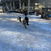 Red, a male Poodle - Standard  for sale in Jefferson, GA – Photo 9 of 10