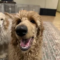 Red, a male Poodle - Standard  for sale in Jefferson, GA – Photo 1 of 10