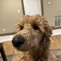 Red, a male Poodle - Standard  for sale in Jefferson, GA – Photo 2 of 10