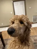 processed/969fa98f-9cd5-40b9-b16f-3b8d2812de6e/listing/d63f9f1d-aca8-4fa6-8c3f-405117303016/9b7fe76a-8a1a-4603-8d9c-4081afd697d6