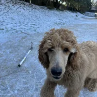 Red, a male Poodle - Standard  for sale in Jefferson, GA – Photo 10 of 10