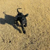 purple, a male Poodle - Standard  for sale in Jefferson, GA – Photo 4 of 6