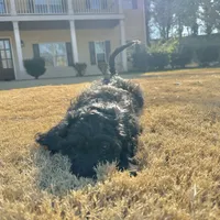 purple, a male Poodle - Standard  for sale in Jefferson, GA – Photo 6 of 6