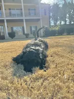 purple, a male Poodle - Standard  for sale in Jefferson, GA – Photo 6 of 6