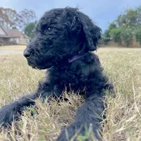 purple, a male Poodle - Standard  for sale in Jefferson, GA – Photo 1 of 6