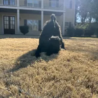 purple, a male Poodle - Standard  for sale in Jefferson, GA – Photo 5 of 6