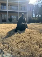 purple, a male Poodle - Standard  for sale in Jefferson, GA – Photo 5 of 6