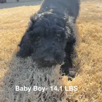 purple, a male Poodle - Standard  for sale in Jefferson, GA – Photo 2 of 6