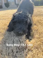 purple, a male Poodle - Standard  for sale in Jefferson, GA – Photo 2 of 6