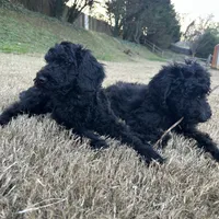 purple, a male Poodle - Standard  for sale in Jefferson, GA – Photo 3 of 6