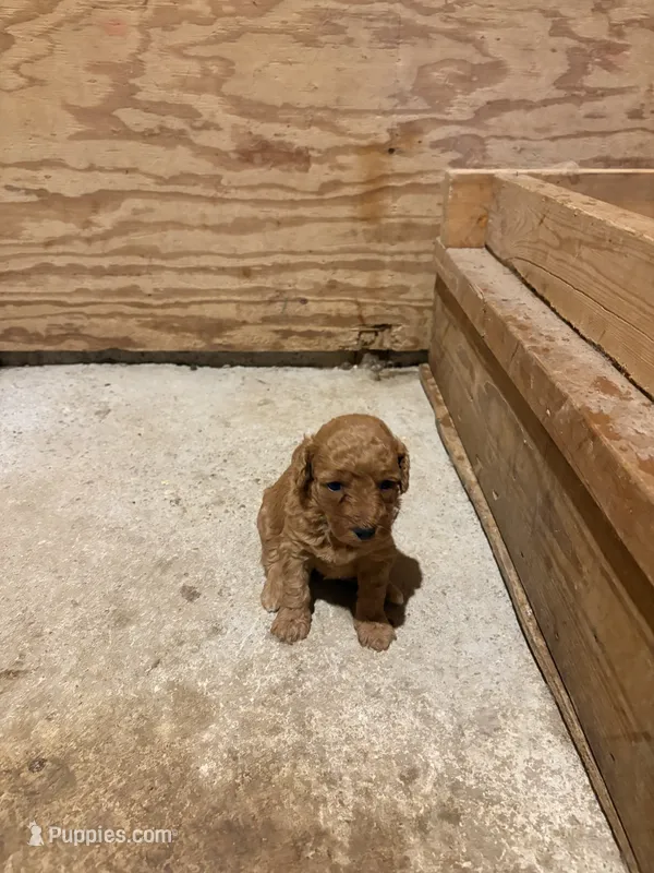 Twinkie – Miniature Goldendoodle puppy for sale in Houston, MO