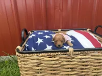 Biscuit, a female Miniature Goldendoodle for sale in Houston, MO – 1 of 1