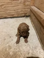 French fry , a male Miniature Goldendoodle for sale in Houston, MO – 1 of 2
