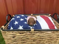Twinkie, a female Miniature Goldendoodle for sale in Houston, MO – 1 of 1