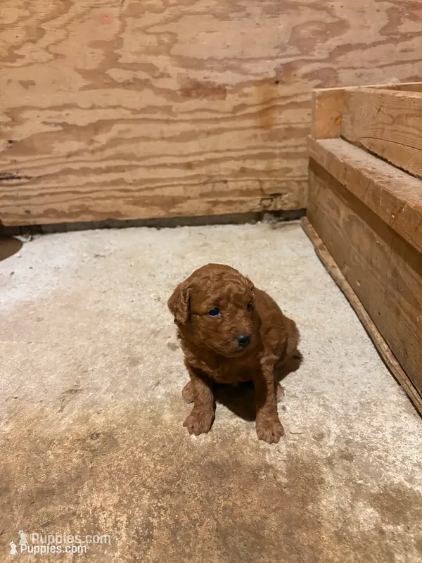 Biscuit – Miniature Goldendoodle puppy for sale in Houston, MO