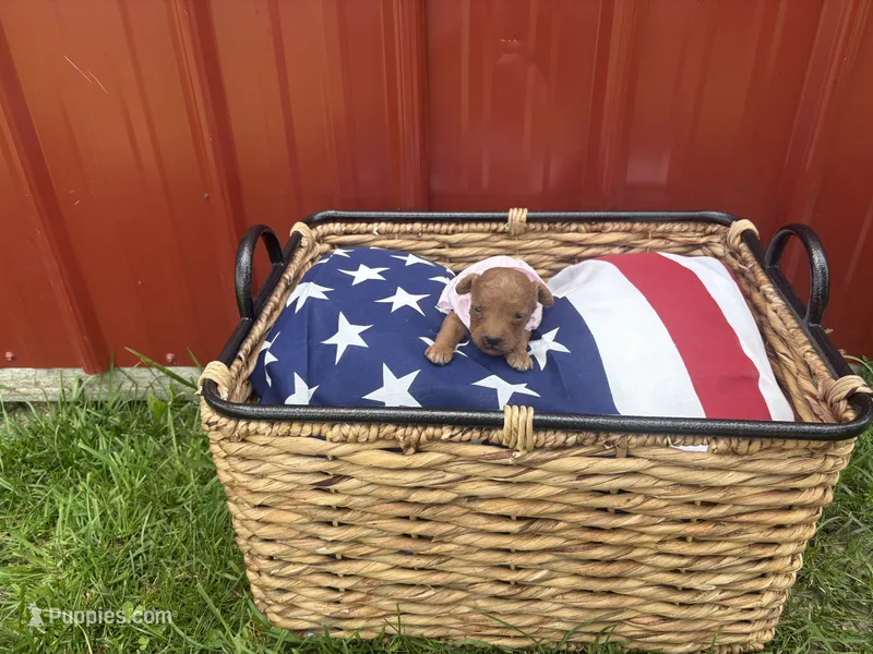 Cupcake – Miniature Goldendoodle puppy for sale in Houston, MO