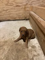 Tater Tot, a male Miniature Goldendoodle for sale in Houston, MO – 1 of 2
