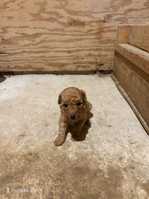 Cupcake – Miniature Goldendoodle puppy for sale in Houston, MO