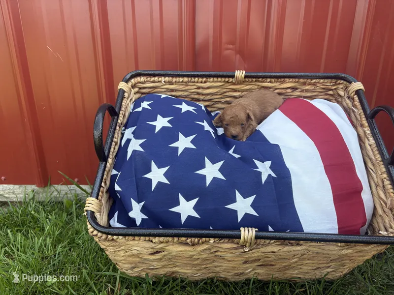 Tater Tot – Miniature Goldendoodle puppy for sale in Houston, MO