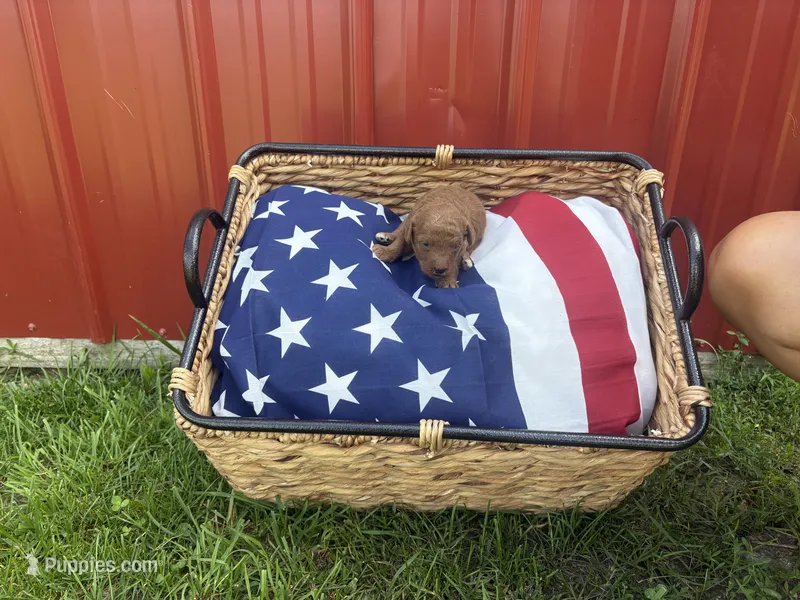 French fry  – Miniature Goldendoodle puppy for sale in Houston, MO