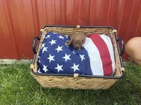 French fry , a male Miniature Goldendoodle for sale in Houston, MO – 1 of 1