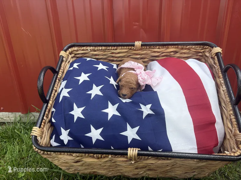 Peaches – Miniature Goldendoodle puppy for sale in Houston, MO