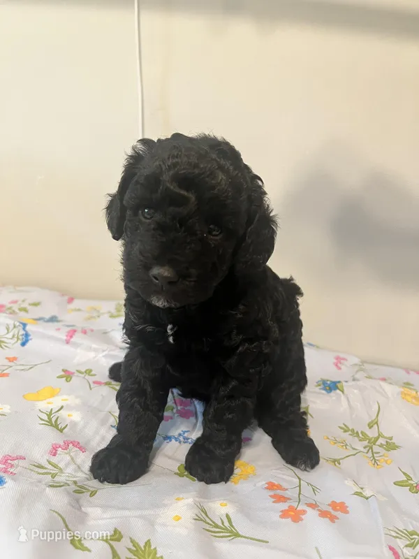 None – Poodle - Toy , Poodle - Miniature  puppy for sale in Swansea, SC