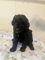 None, a female Poodle - Toy  and Poodle - Miniature  for sale in Swansea, SC – Photo 1 of 3