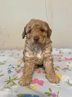 None, a female Poodle - Toy  and Poodle - Miniature  for sale in Swansea, SC – Photo 3 of 3