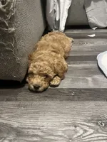 Male, a male Bichpoo for sale in Swansea, SC – 3 of 5