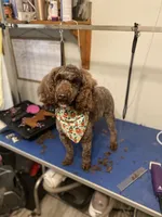 Male, a male Bichpoo for sale in Swansea, SC – 2 of 5