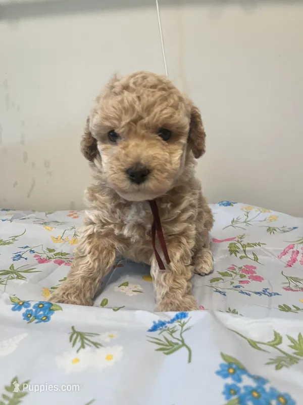 Male – Bichpoo puppy for sale in Swansea, SC