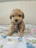 Male, a male Bichpoo for sale in Swansea, SC – Photo 1 of 3