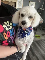 Male, a male Bichpoo for sale in Swansea, SC – Photo 2 of 3