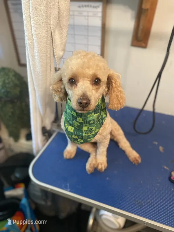 Male, a male Bichpoo for sale in Swansea, SC – 1 of 5