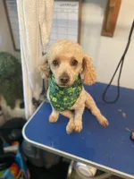 Male, a male Bichpoo for sale in Swansea, SC – 1 of 5