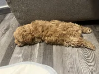 Male, a male Bichpoo for sale in Swansea, SC – 5 of 5