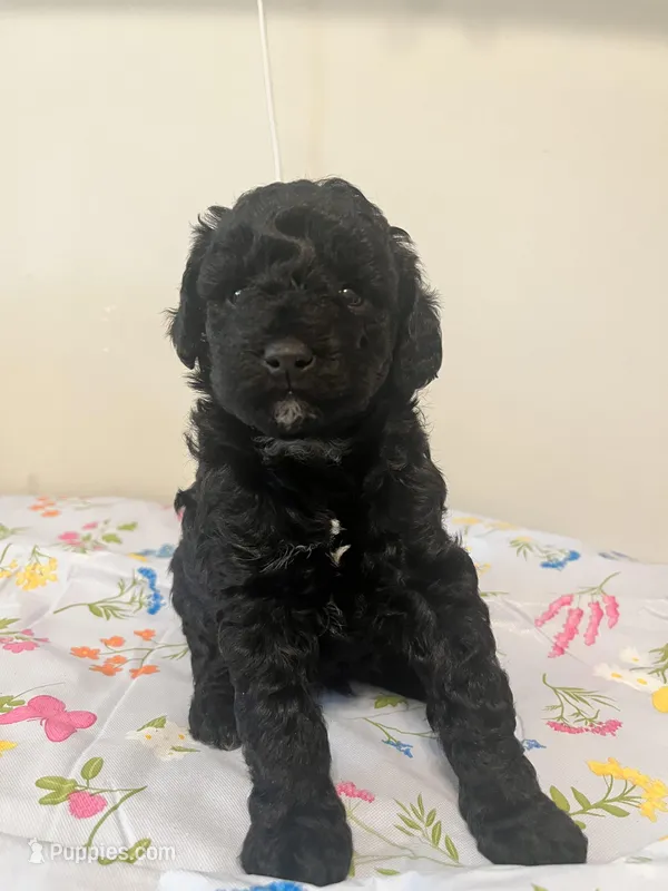 None  – Poodle - Toy  puppy for sale in Swansea, SC
