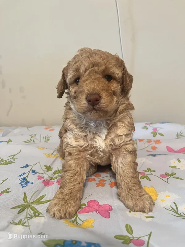 None – Poodle - Toy , Poodle - Miniature  puppy for sale in Swansea, SC
