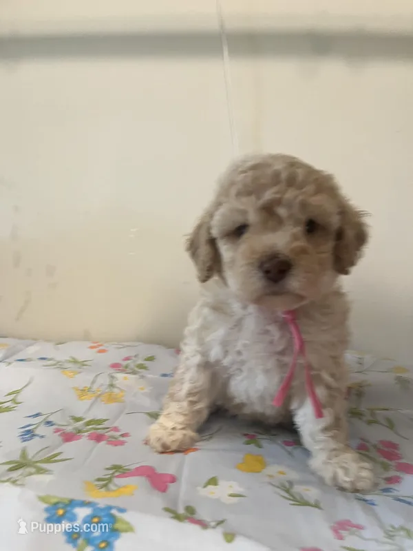 Female  – Bichpoo puppy for sale in Swansea, SC