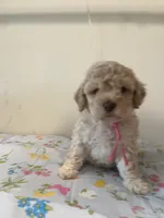 Female , a female Bichpoo for sale in Swansea, SC – Photo 1 of 2