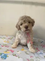 Female , a female Bichpoo for sale in Swansea, SC – Photo 2 of 2