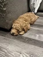 Male, a male Bichpoo for sale in Swansea, SC – 4 of 5